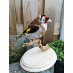 taxidermie opgezette vogel, Putter