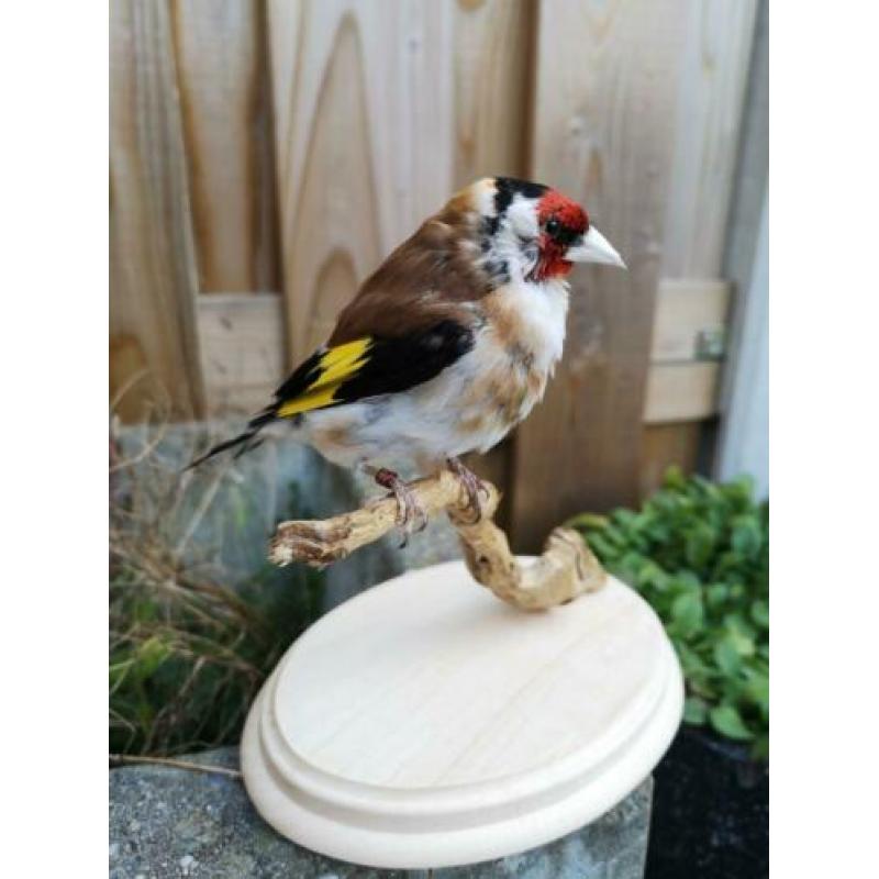 taxidermie opgezette vogel, Putter