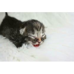 Kittenopvang voor moederloze kittens
