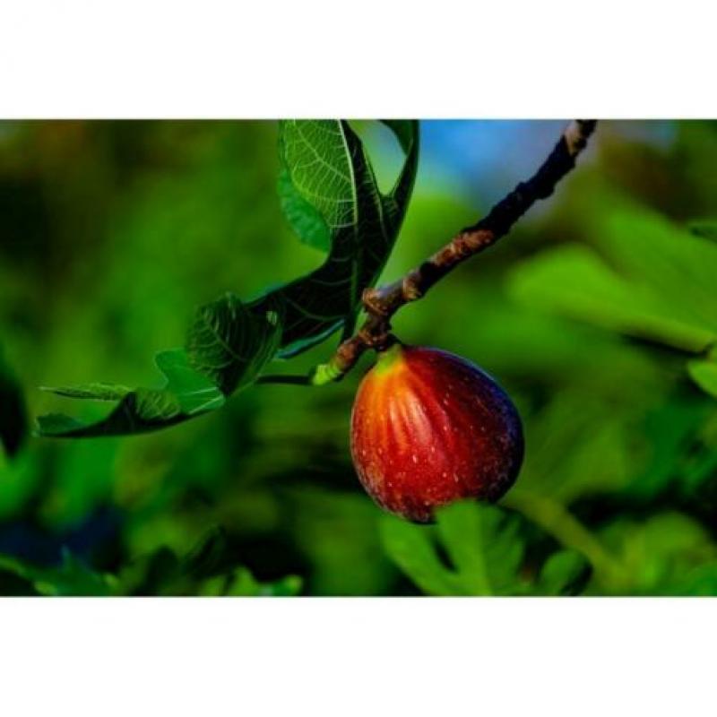 Ficus Carica 'brown Turkey' - Vijgenboom 250-260cm art21969