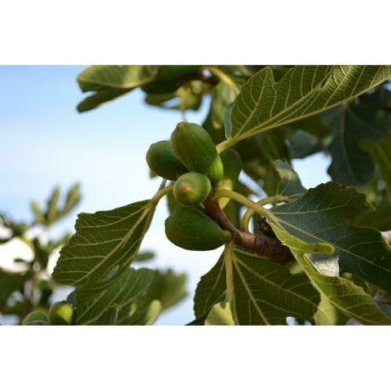 Ficus Carica 'brown Turkey' - Vijgenboom 250-260cm art21969