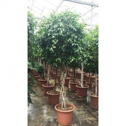 Ficus 'exotica' - Speciale Stammen 240-250cm art21067