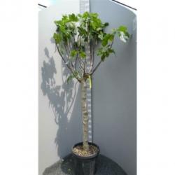 Ficus Carica 'brown Turkey' - Vijgenboom 250-260cm art21969