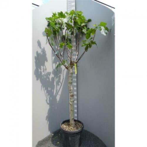 Ficus Carica 'brown Turkey' - Vijgenboom 250-260cm art21969