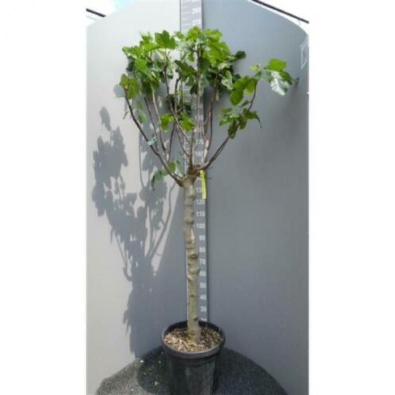 Ficus Carica 'brown Turkey' - Vijgenboom 250-260cm art21969