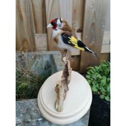 taxidermie opgezette vogel, Putter