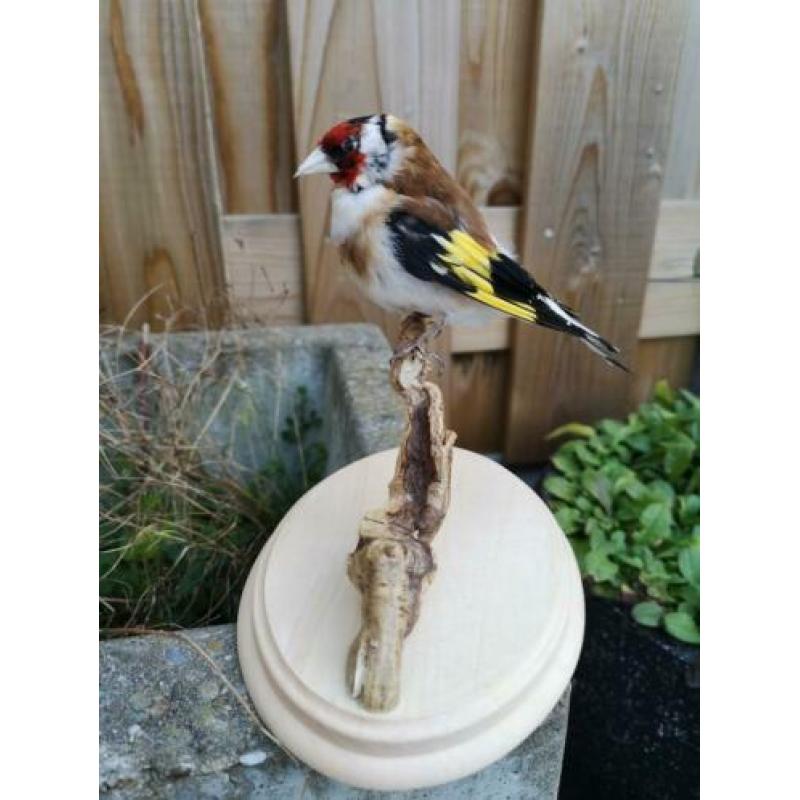 taxidermie opgezette vogel, Putter
