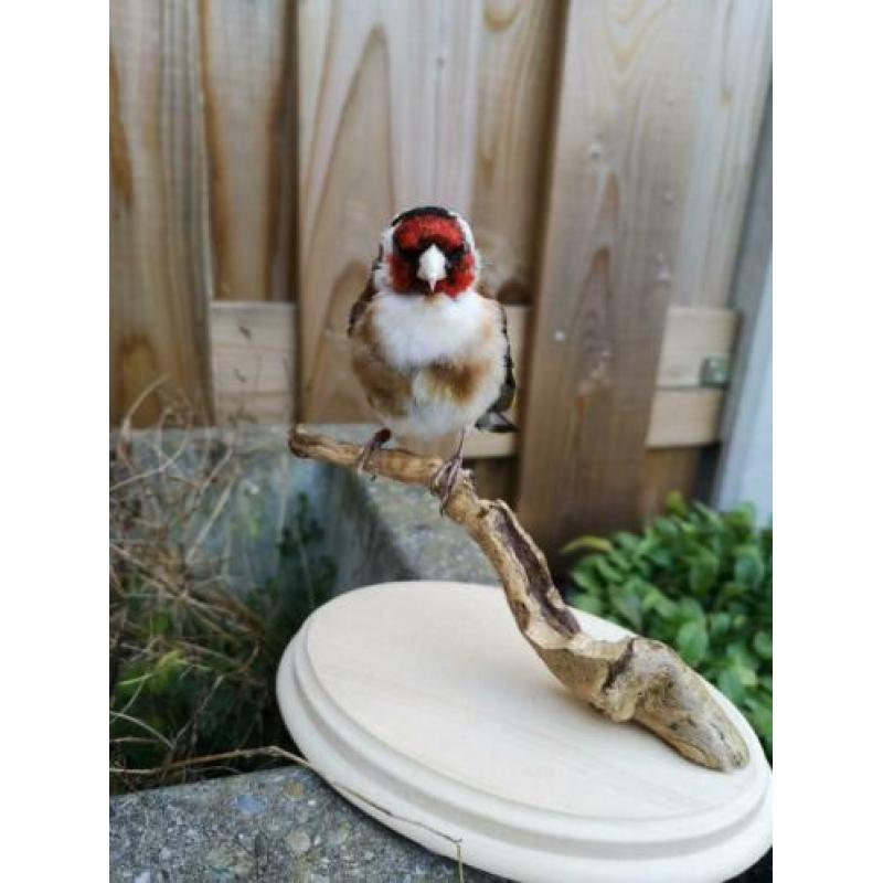 taxidermie opgezette vogel, Putter