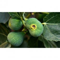 Ficus Carica 'brown Turkey' - Vijgenboom 250-260cm art21969