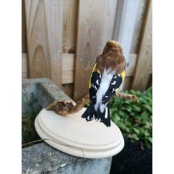 taxidermie opgezette vogel, Putter