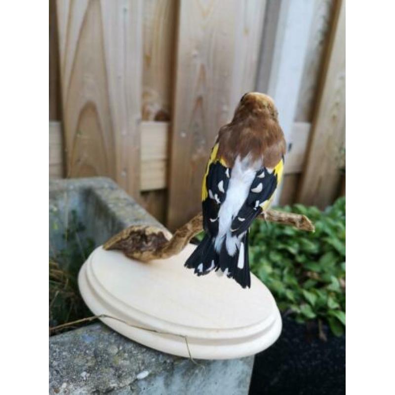 taxidermie opgezette vogel, Putter