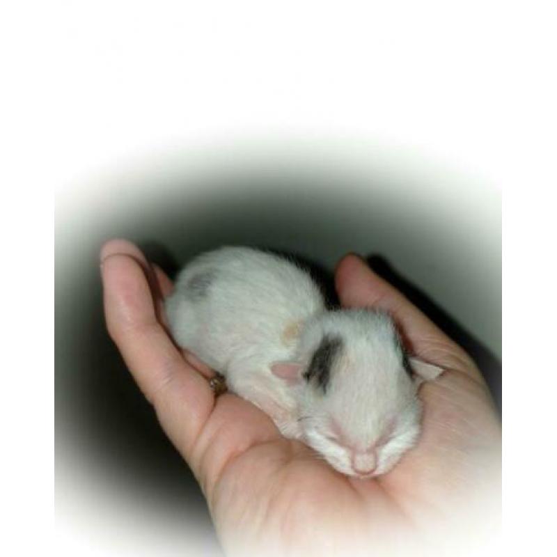Kittenopvang voor moederloze kittens