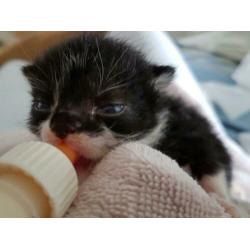 Kittenopvang voor moederloze kittens