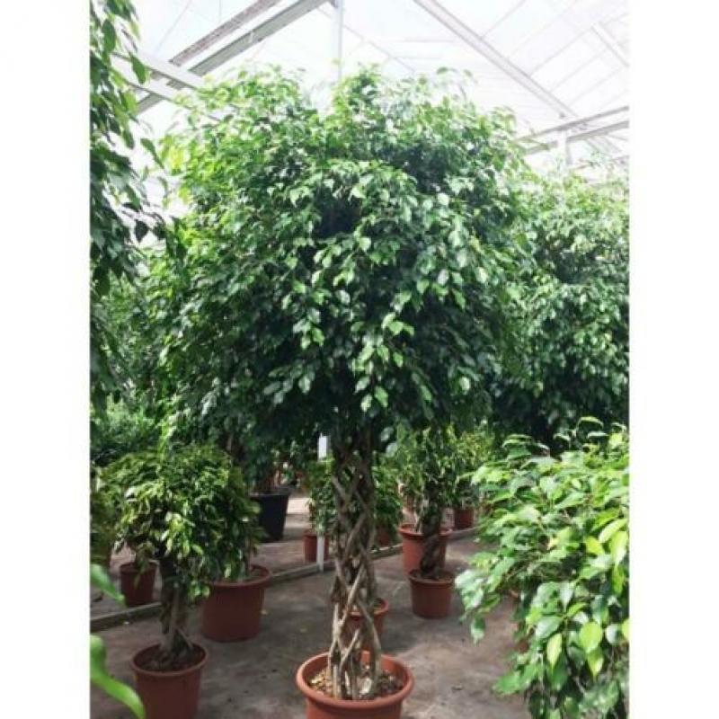 Ficus 'exotica' - Speciale Stammen 240-250cm art21067