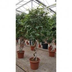 Ficus 'exotica' - Speciale Stammen 240-250cm art21067