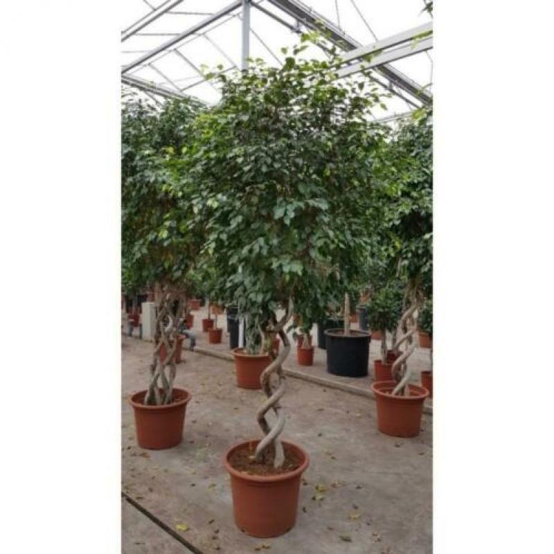 Ficus 'exotica' - Speciale Stammen 240-250cm art21067