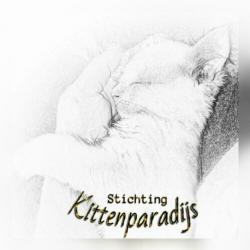 Kittenopvang voor moederloze kittens