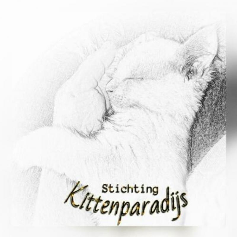 Kittenopvang voor moederloze kittens
