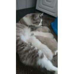 Er is nog een ragdoll poesje ze komt uit een nest van vijf,