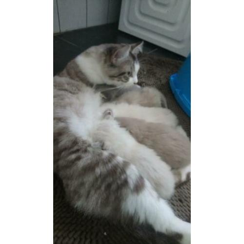 Er is nog een ragdoll poesje ze komt uit een nest van vijf,
