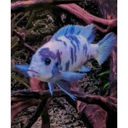 Prachtig Aquarium 100% krasvrij en compleet.