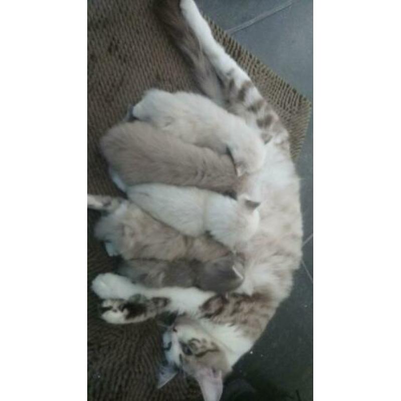 Er is nog een ragdoll poesje ze komt uit een nest van vijf,