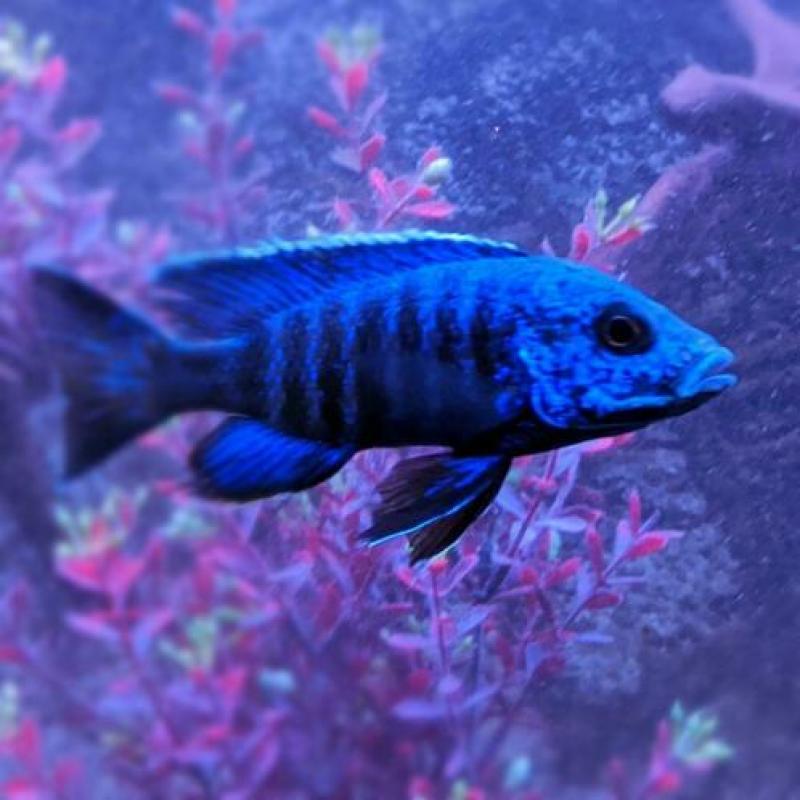 Prachtig Aquarium 100% krasvrij en compleet.