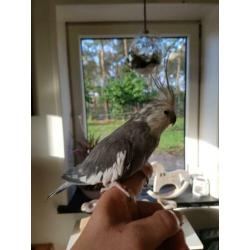 Koppel Valkparkieten met kooi