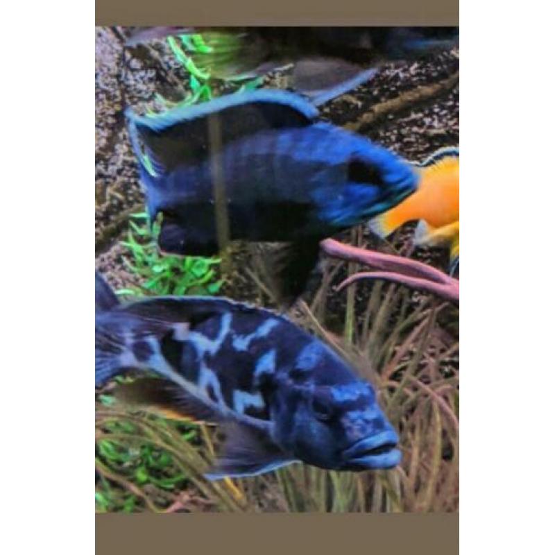 Prachtig Aquarium 100% krasvrij en compleet.