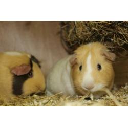 Groepje van 3 cavia zeugjes
