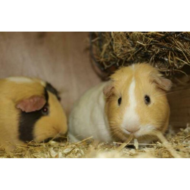 Groepje van 3 cavia zeugjes