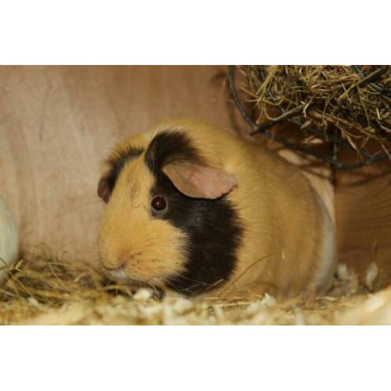 Groepje van 3 cavia zeugjes