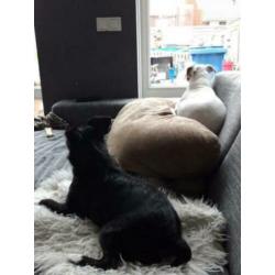 Animal in need: Noeki, nu in NL te bezoeken!