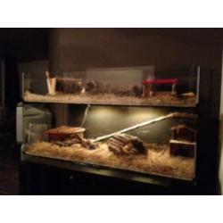 Glazen Cavia hok, flat model, elke maat, LED licht