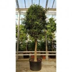 Ficus Maclellandii 'alii' - Jungle Boom 515-525cm art35110
