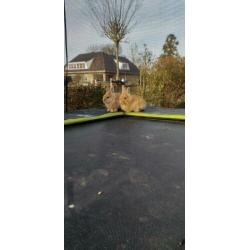 Super schattige konijntjes te koop