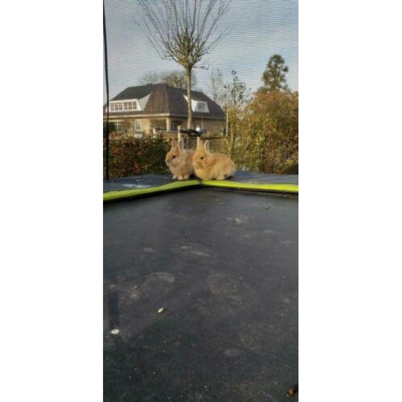 Super schattige konijntjes te koop
