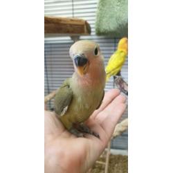Agapornis baby's handtam diverse kleuren