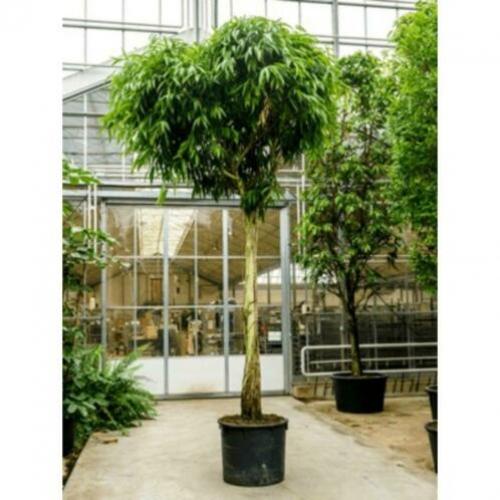 Ficus Maclellandii 'alii' - Jungle Boom 515-525cm art35110