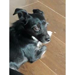 Animal in need: Noeki, nu in NL te bezoeken!