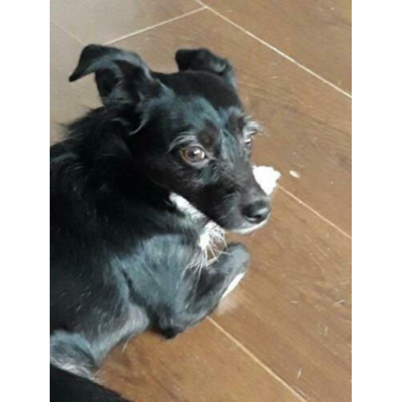 Animal in need: Noeki, nu in NL te bezoeken!
