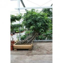 Ficus Maclellandii 'alii' - Jungle Boom 515-525cm art35110
