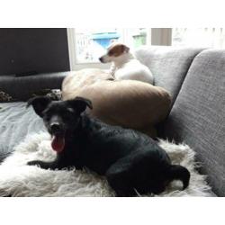 Animal in need: Noeki, nu in NL te bezoeken!