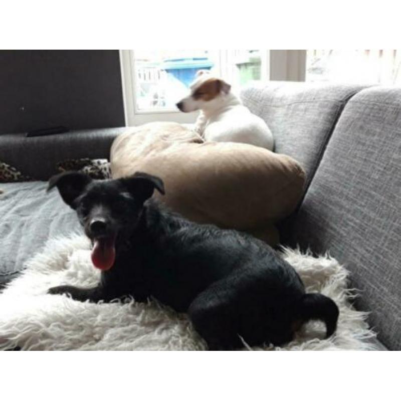 Animal in need: Noeki, nu in NL te bezoeken!