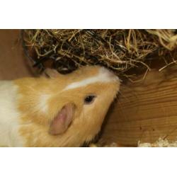 Groepje van 3 cavia zeugjes