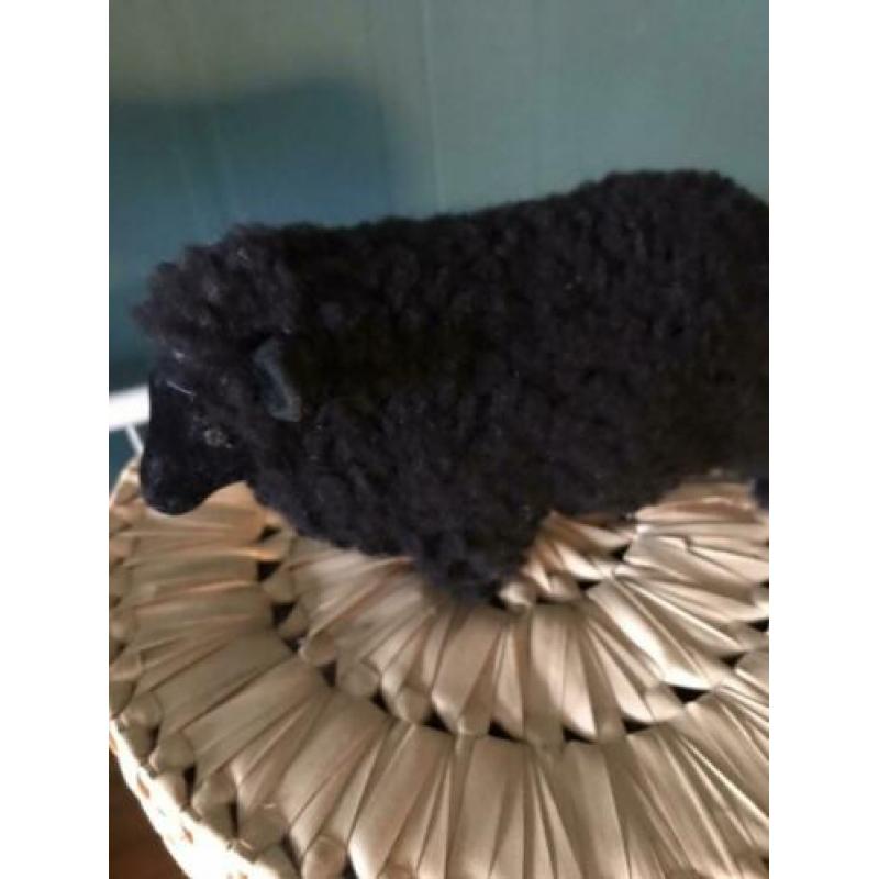 Zwart schaap