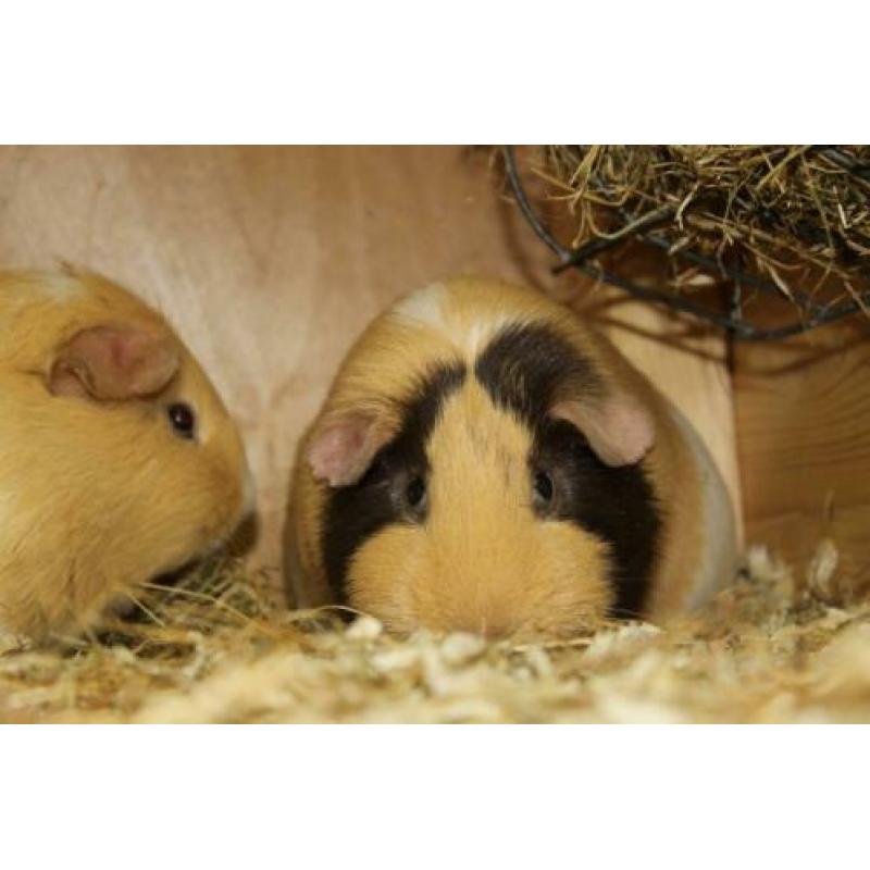 Groepje van 3 cavia zeugjes