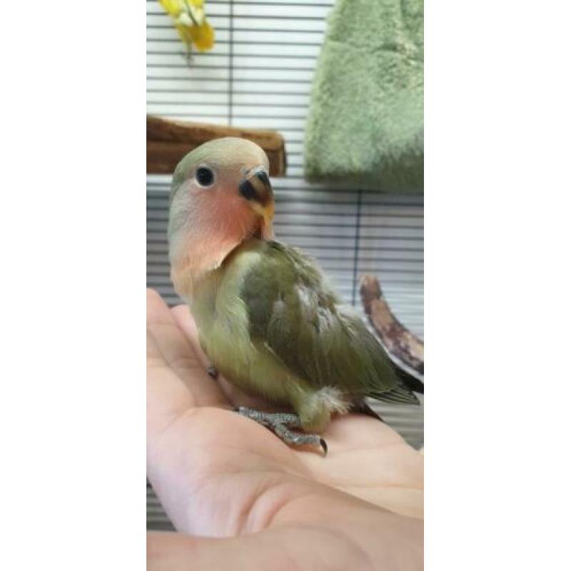 Agapornis baby's handtam diverse kleuren