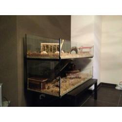 Glazen Cavia hok, flat model, elke maat, LED licht