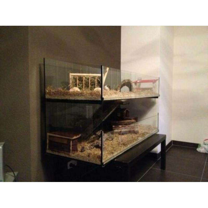 Glazen Cavia hok, flat model, elke maat, LED licht